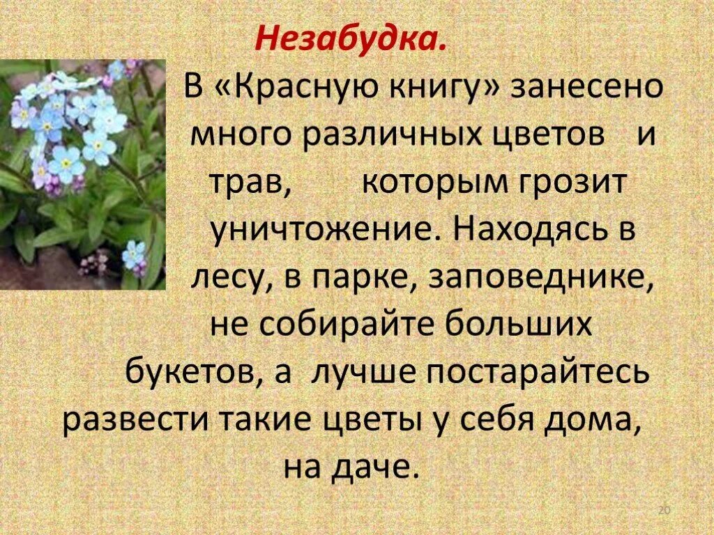 Впр про незабудки. Незабудка красная книга. Описание цветка. Незабудка цветок в красной книге. Незабудка занесена в красную книгу.