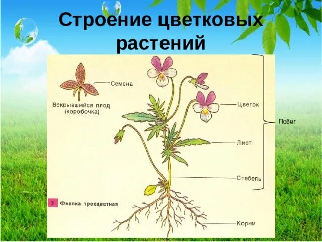 Рисунок цветкового растения