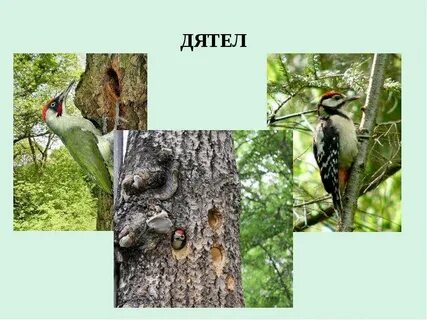 Связи между растениями и животными 2 класс