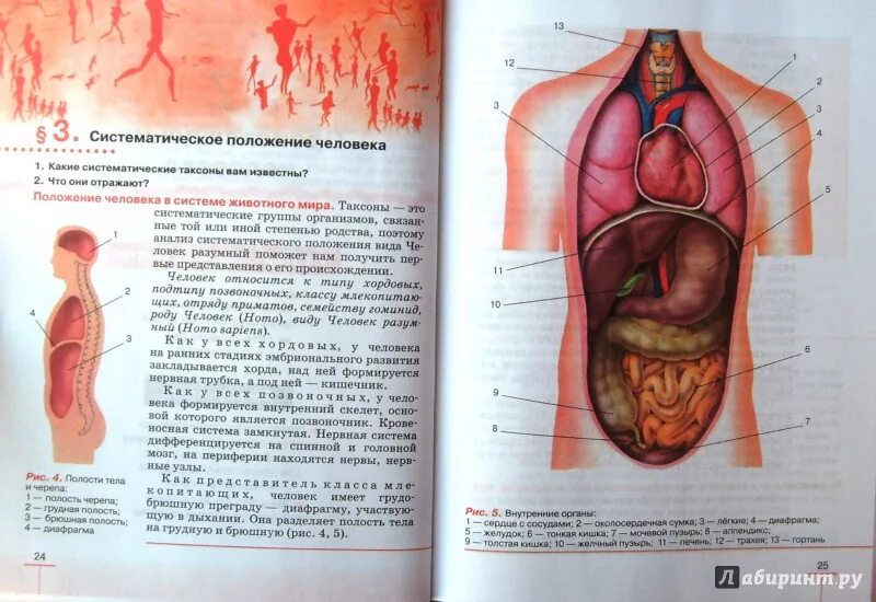 Анатомия человека учебник. Биология человека учебник. Биология 8 класс анатомия человека. Иллюстрации учебника по биологии. Анатомия человека пособия