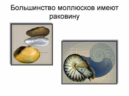 Иметь раковина