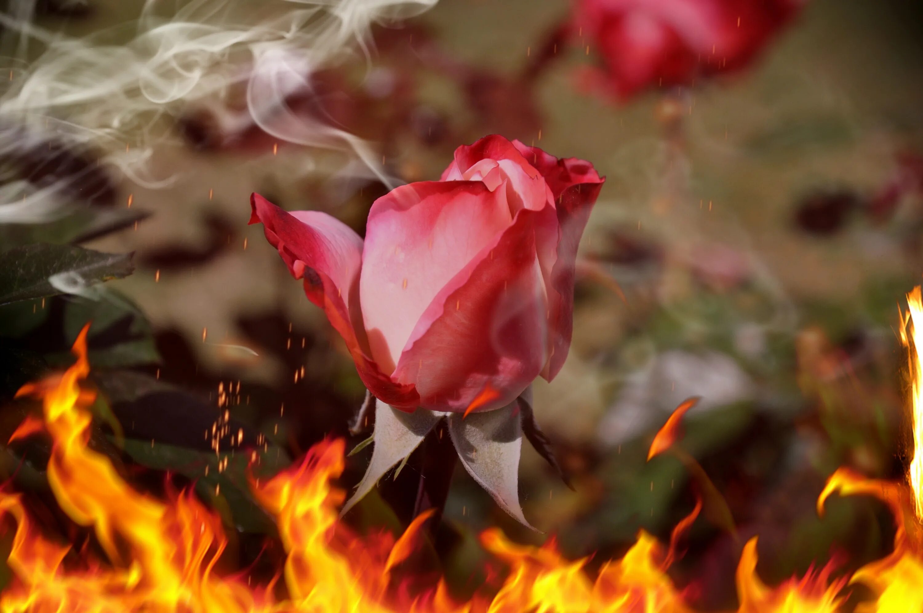 Огненный цветок. Цветок в огне. Горящие цветы.