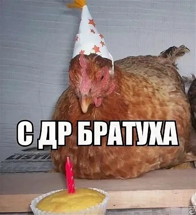 С днем рождения курица. С днем рождения петух. Петушиный день рождения. Курица поздравляет с днем рождения. День петуха.