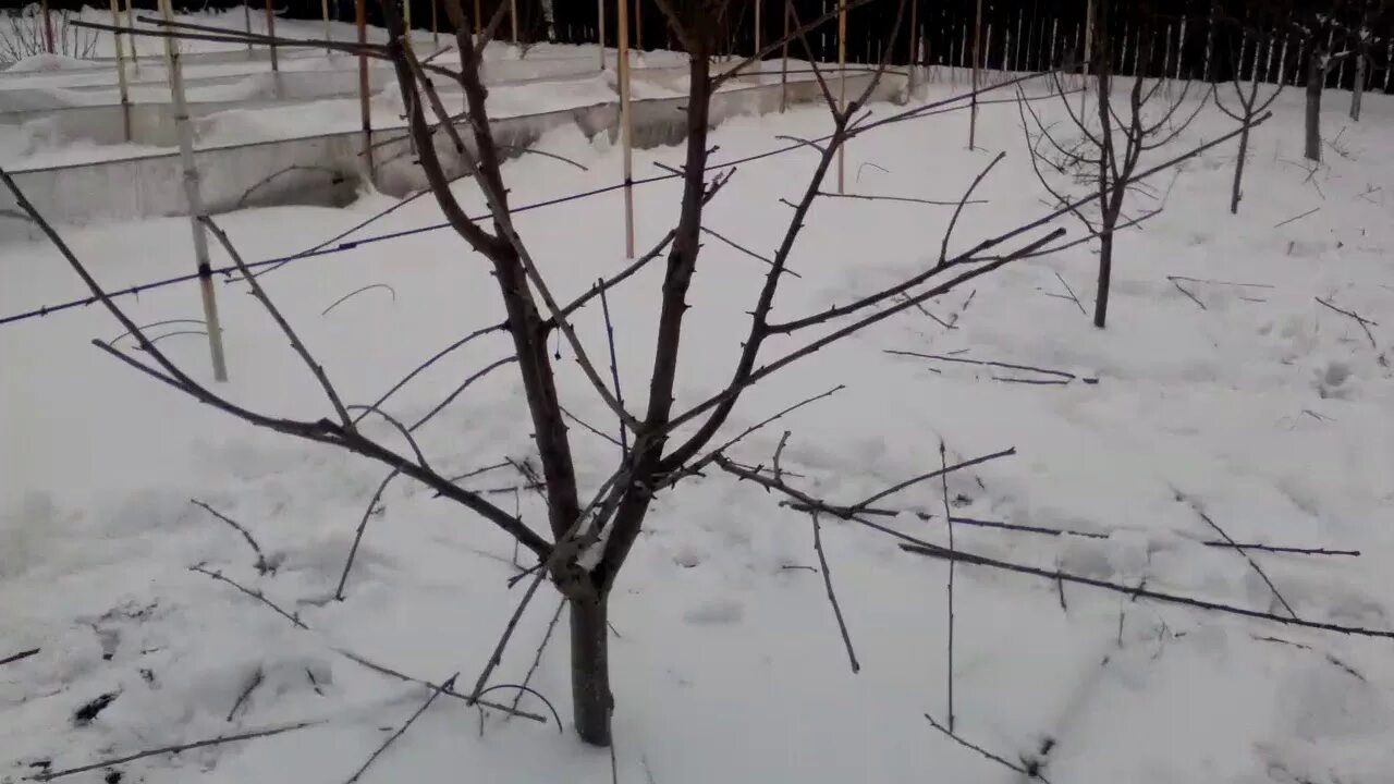 Ветка обычная. Обрезка веток. Обрезать видео программа. Формировка кроны минусинский стланец. Схема подрезки плодовых деревьев.