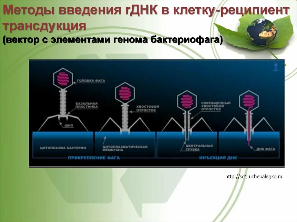 Методы введения днк. Бактериофаг методы внедрения в клетку. Метод трансгенеза. Какие методы внедрения генов в клетку реципиент вам известны.