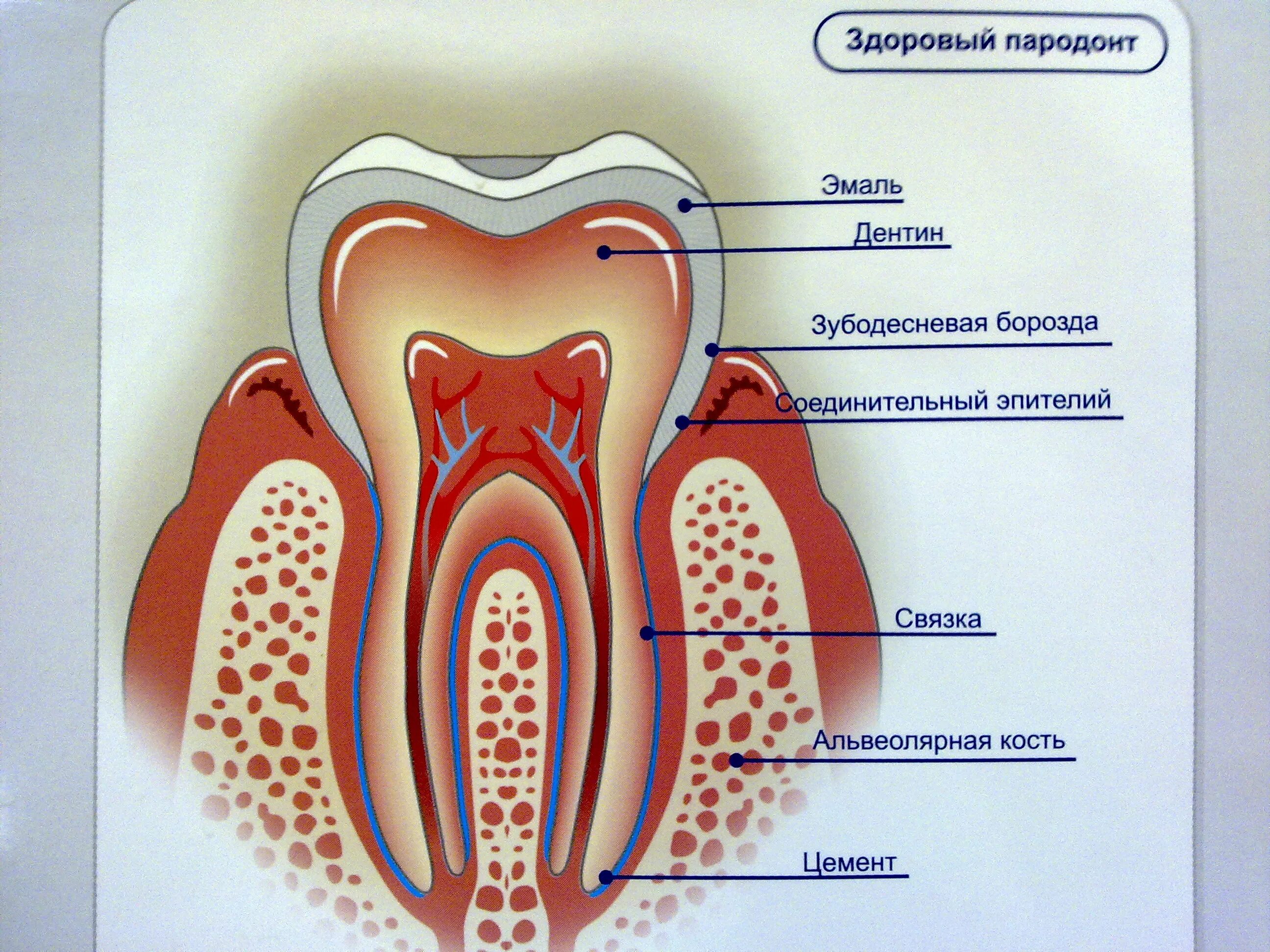 Строение периодонта зуба. Анатомия периодонта зуба. Анатомия строение зуба периодонт. Периодонт строение и функции гистология.