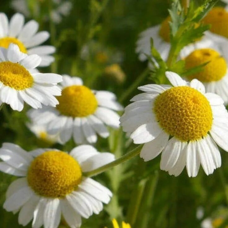 Chamomilla matricaria extract. Ромашка аптечная (matricaria chamomilla). ромашка аптечная – chamomilla recutita. цветок матрикария хамомилла. ромашка голубая (matricaria chamomilla)..