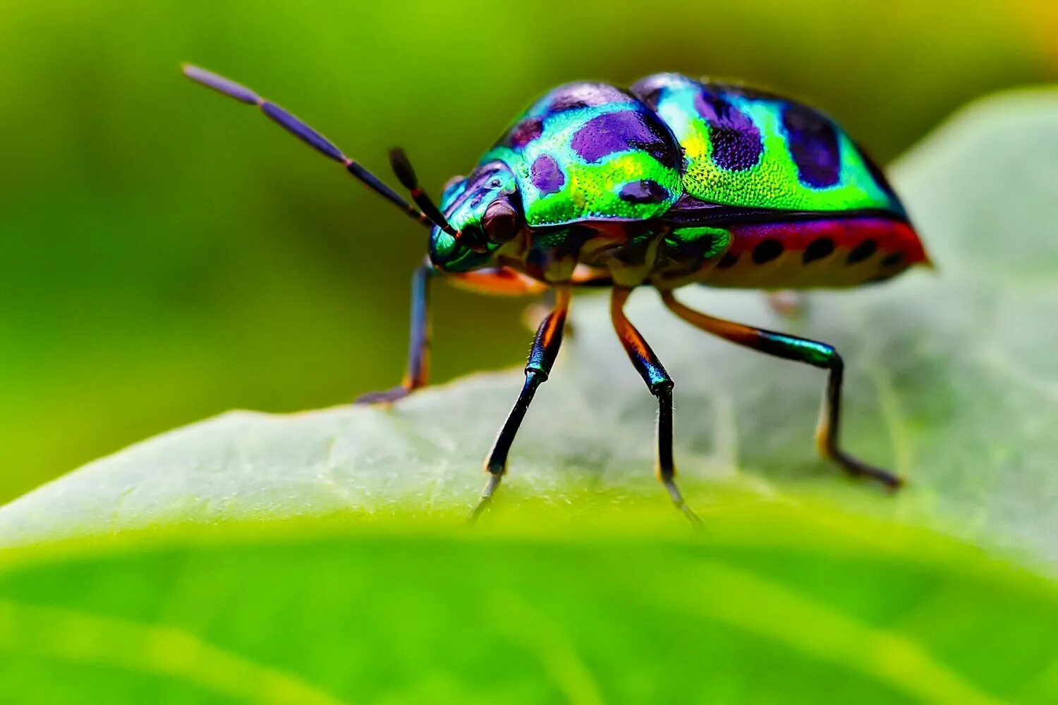 Offering bug