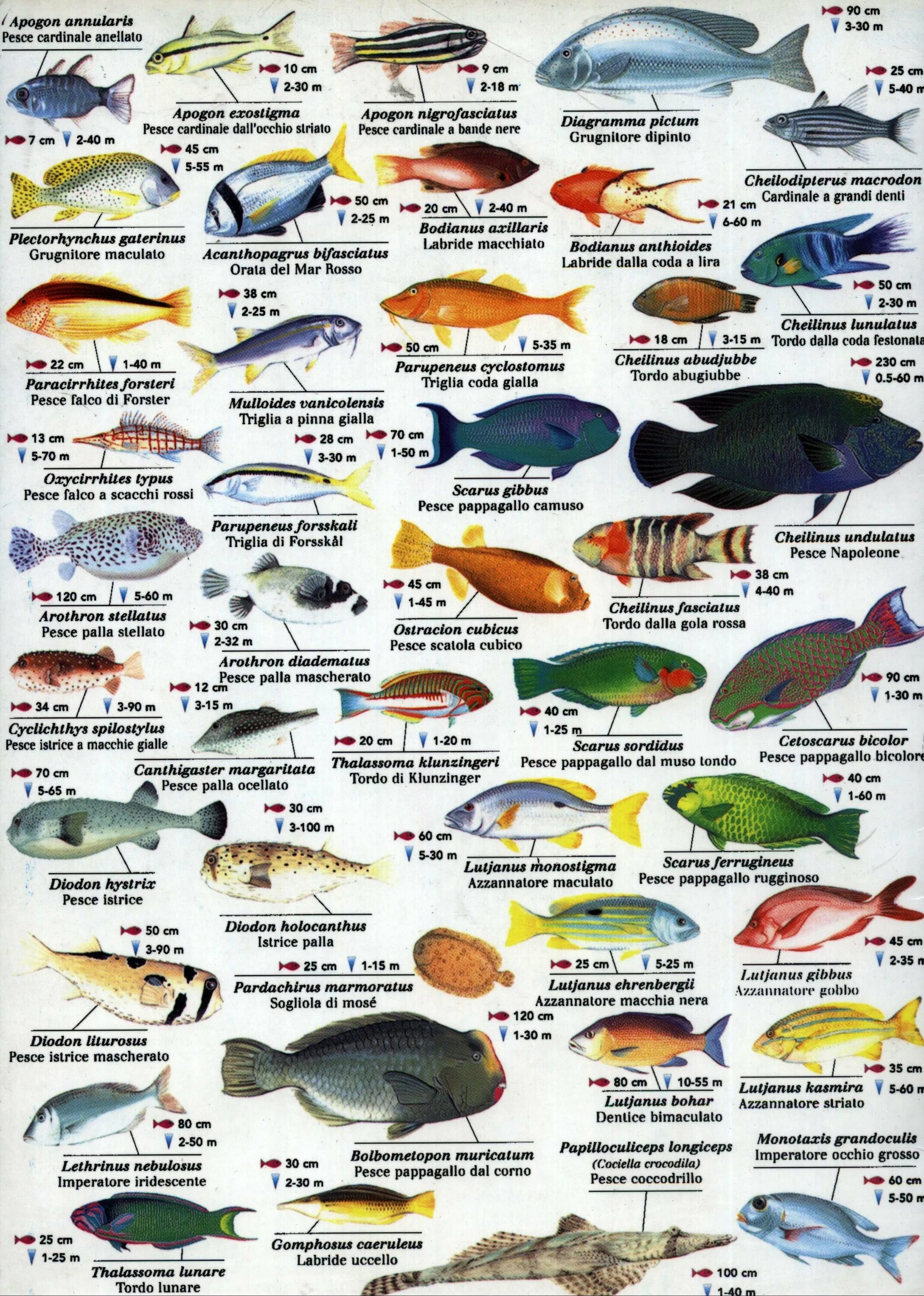 Таблица обитатели красного моря. Атлас определитель рыб в Красном море. Рыбы красного моря каталог. Разновидность морских рыб красное море.
