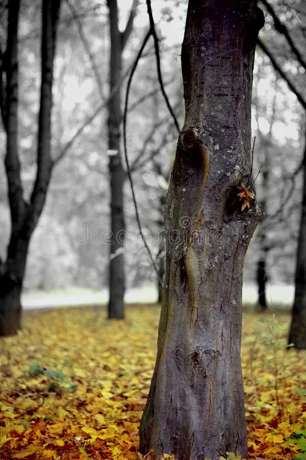Листок в ручье. Осенняя ночь. Осень в городе. Грустная осень. Тихо осень умирает.