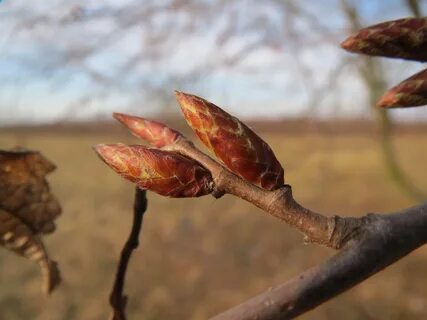 Набухли березовые почки