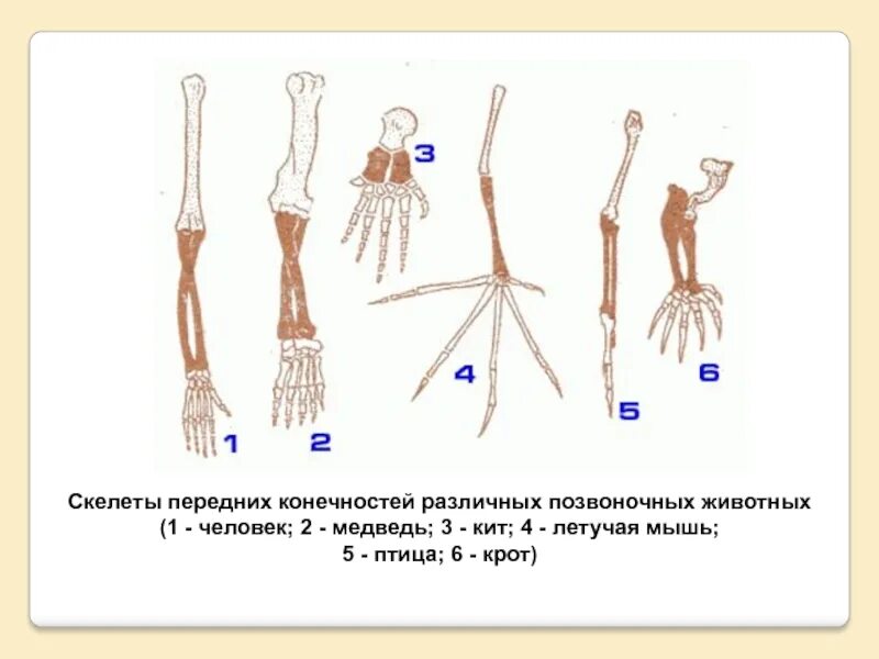 Скелет передней конечности шимпанзе. Скелет кисти различных млекопитающих. Строение передних конечностей. Скелет передних конечностей. Шимпанзе передняя конечность