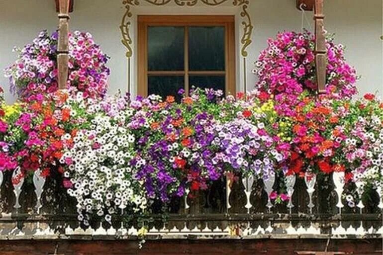 Какие температуры выдерживает петуния на улице весной. Цветы петуния балконная. Петуния цветы на балконе. Петуньи балкон Джульетты. Петуния балконная Пендула.