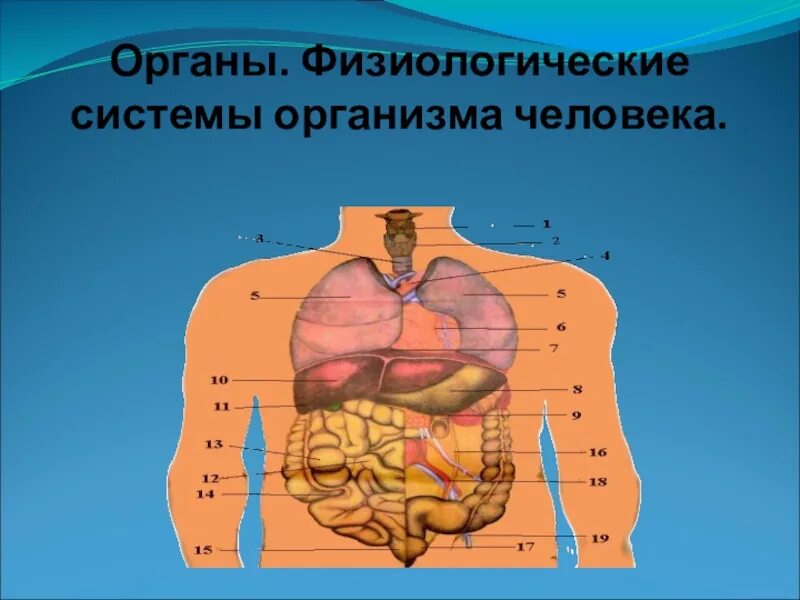 Физиологические системы организма. Сустмы организма человека. Физиологическая система. Основные физиологические системы человека. Любой орган в организме