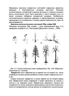 См пояснение