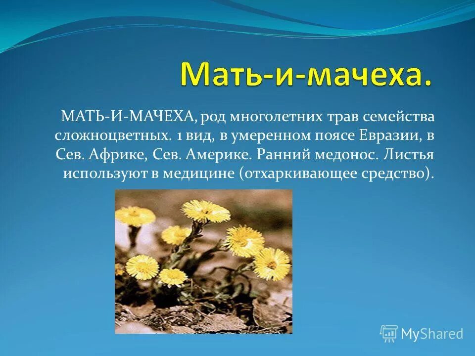 Проект про мать и мачеху 2 класс #медицина #болезни #лечениеболезней #здоровье #лекарственные_препараты #лекарств
