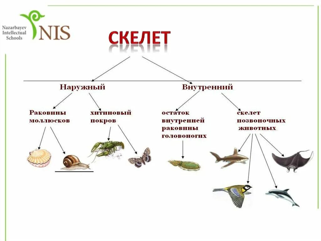 Прочный внутренний скелет