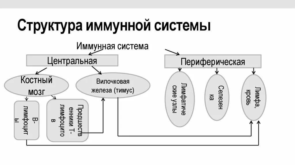 Классификация органов иммунной системы схема. Структура и функции иммунной системы. Органы иммунитета схема. Схема функциональных отделов иммунной системы. Иммунный центр