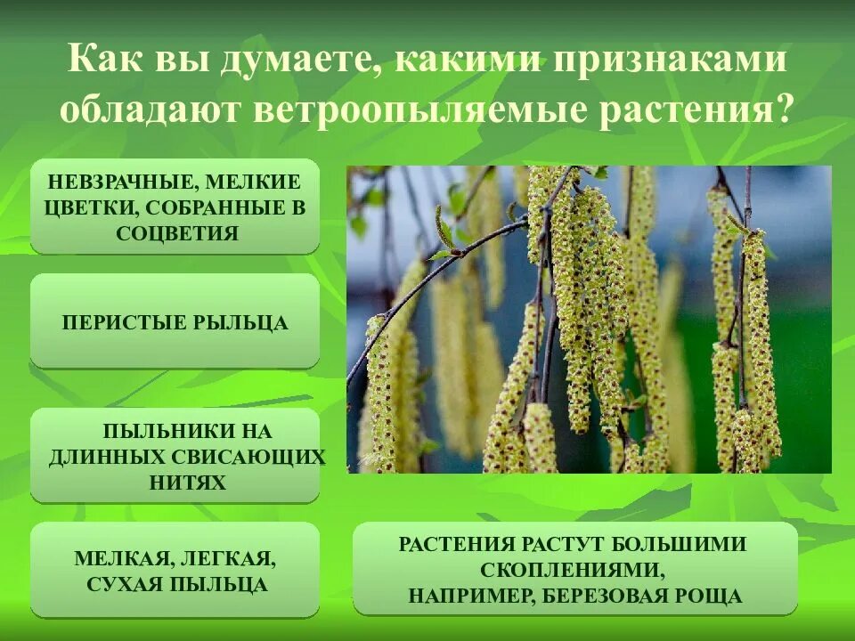 Злаки опыляются насекомыми. Приспособления у ветроопыляемых цветковых растений. Злаки опыляются насекомыми. Ветроопыляемые злаковые растения. Рожь соцветие колос.