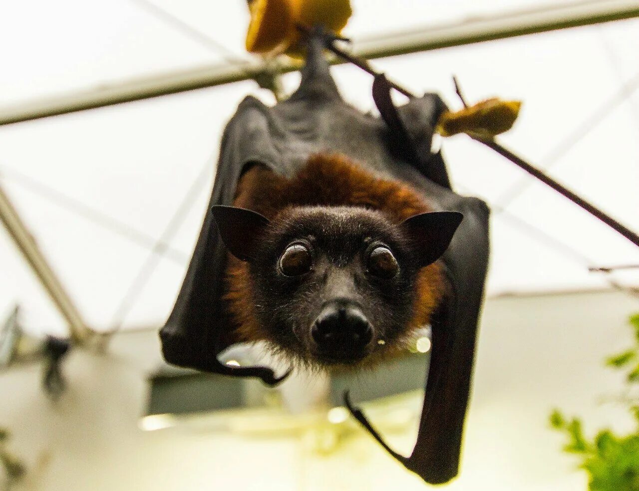 Летучие собаки. Собака летит. Мадагаскарский крылан. Летающие собачки. Летучий пес.