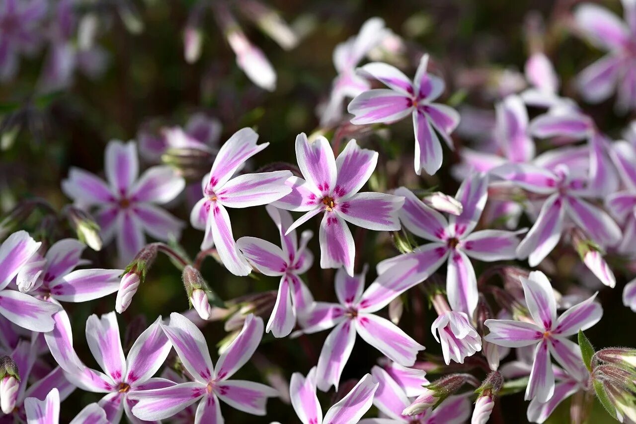 Флокс виндзор фото. Флокс шиловидный (Phlox subulata). Флокс шиловидный эпл блоссом. Флокс шиловидный Апель блоссом. Флокс шиловидный White.