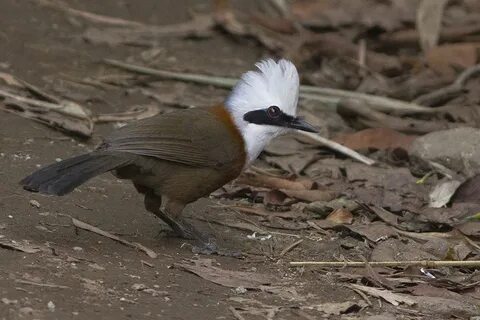 White crested