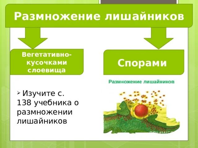 Половое размножение лишайников схема. Лишайники размножение схема. Размножение лишайников кусочками слоевища. Вегетативное размножение лишайника. Споры лишайника