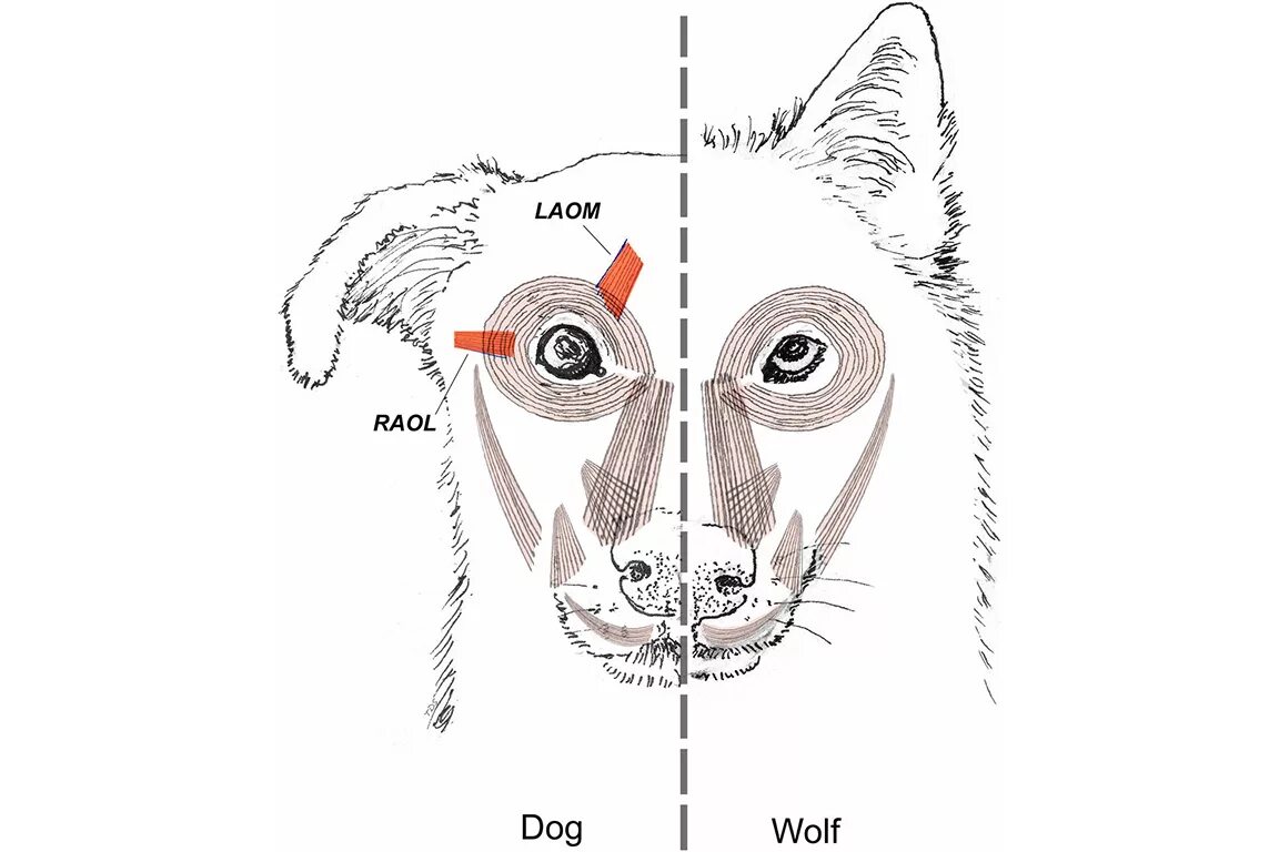 Глаз собаки анатомия животных. Как различить волка от собаки. Отличие Волков от собак. Чем отличается волк от собаки.
