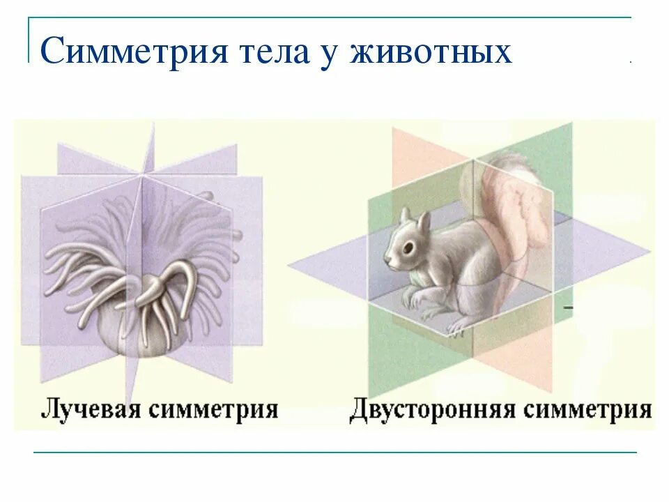 Симметрия животных. Типы симметрии. Двусторонняя симметрия тела у животных. Радиальная симметрия тела у животных.
