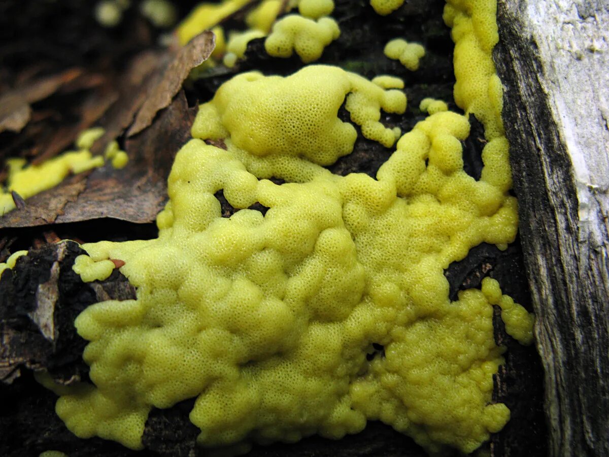 Слизневик. Слизевик плазмодий. Гриб Physarum polycephalum. Слизевики Myxomycota. Слизевик Ликогала.