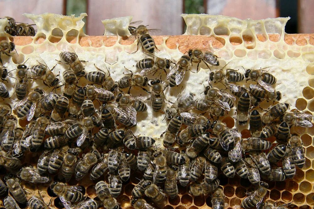 Породы пчел купить. Пчела Карника. Пчеломатка Карника. Карника порода. Пчелиная порода Карника.