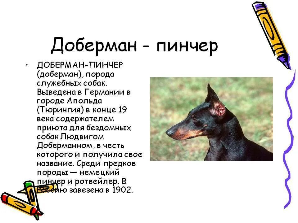 Немецкий карликовый пинчер. Цвергпинчер собака описание. Карликовый доберман-пинчер характеристика. Доберман пинчер характер. Мини доберман-пинчер.