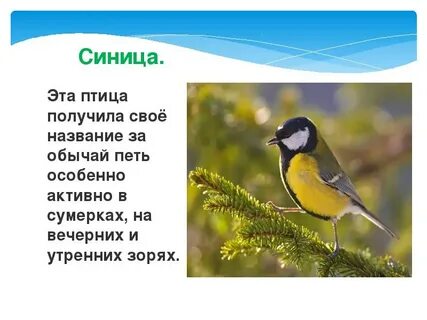 Свое имя эта птица получила