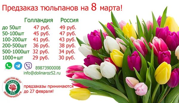 Тюльпаны предзаказ. Тюльпан экстра. Тюльпаны предзаказ. Заказывайте тюльпаны заранее. Тюльпаны предзаказ.