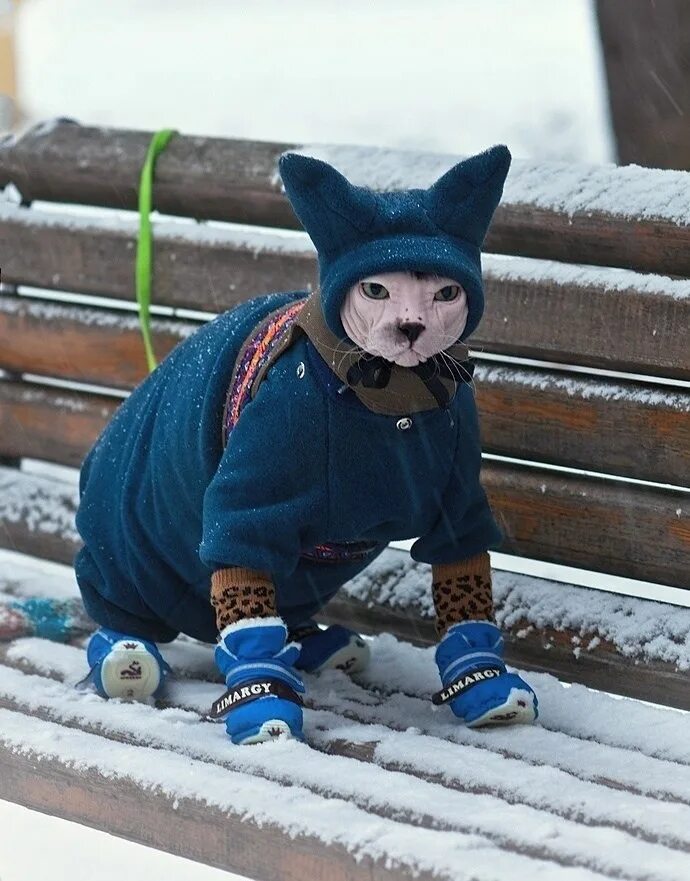 Котики в зимних нарядах. Кот в зимней одежде. Зимняя одежда для кошек. Кот в теплой одежде.