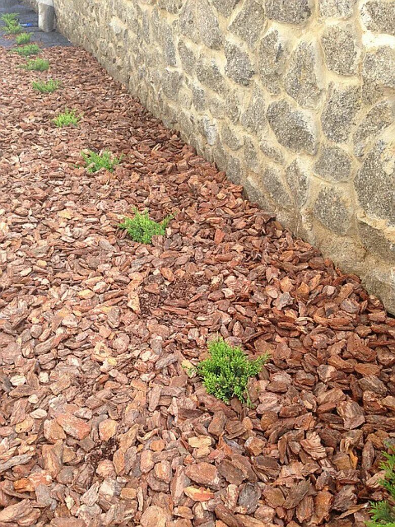 Щепа лиственницы для мульчирования. Щепа лиственницы. Мульчирование хвойников корой. Мульчирование туи корой лиственницы. Мульчирование сосновыми.