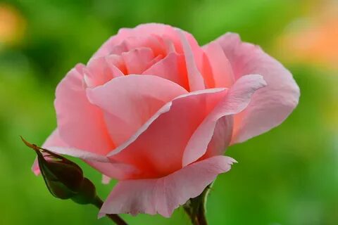 Фото розовой розы