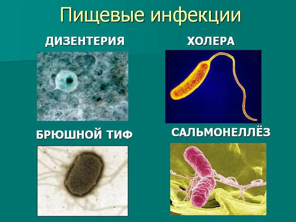 Кишечные инфекции ботулизм сальмонеллез холера дизентерия. Пищевые инфекции бактерии\. Возбудители бактериальных кишечных инфекций. Микробные пищевые инфекции. Сальмонеллез и брюшной тиф