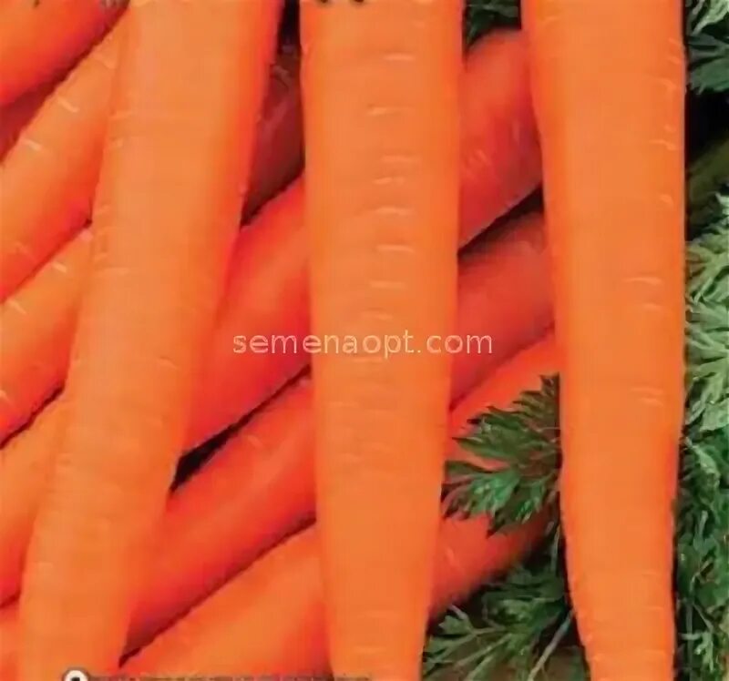 Морковь про 2024 года