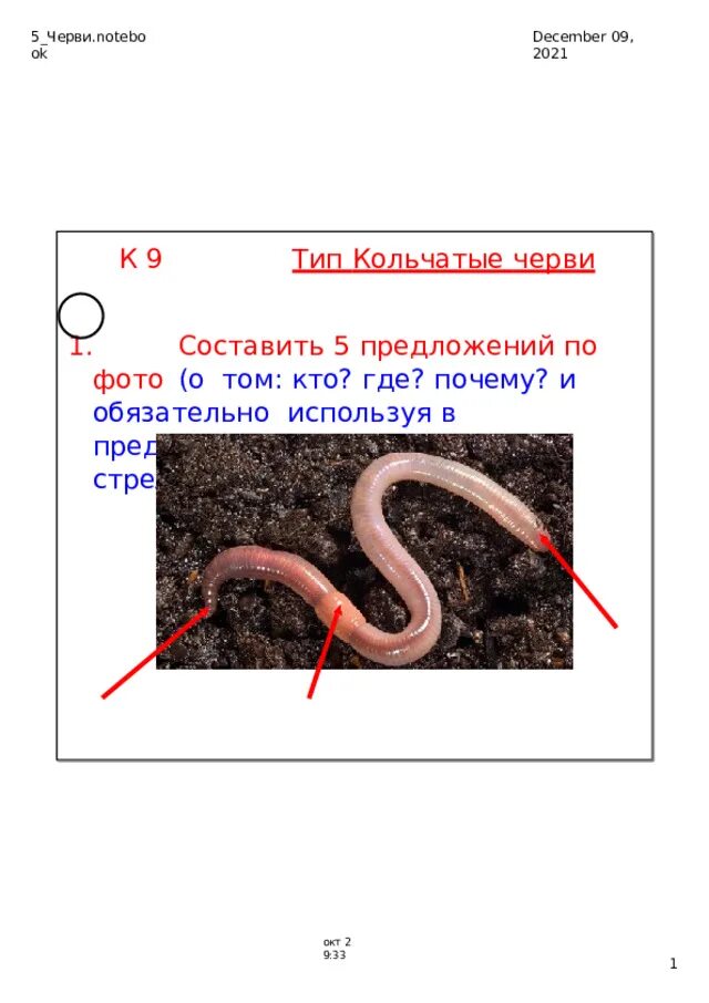 Малощетинковые черви внутреннее строение. Внутреннее строение дождевого червя рисунок с подписями. Дождевого червя внутреннее строение вывод биология 7 класс. Червяк в тетради.