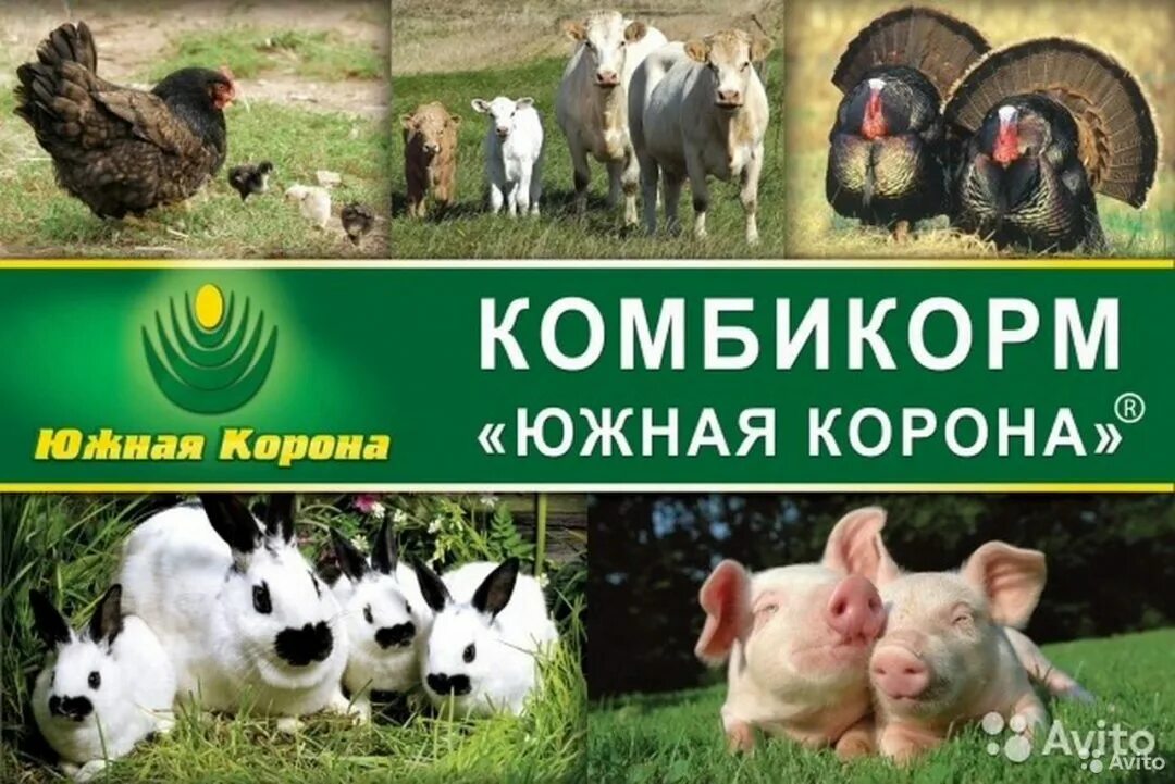 Брюховецкие корма. Комбикорм реклама. Комбикорм баннер. Комбикорма для животных баннер. Реклама комбикормов для животных.