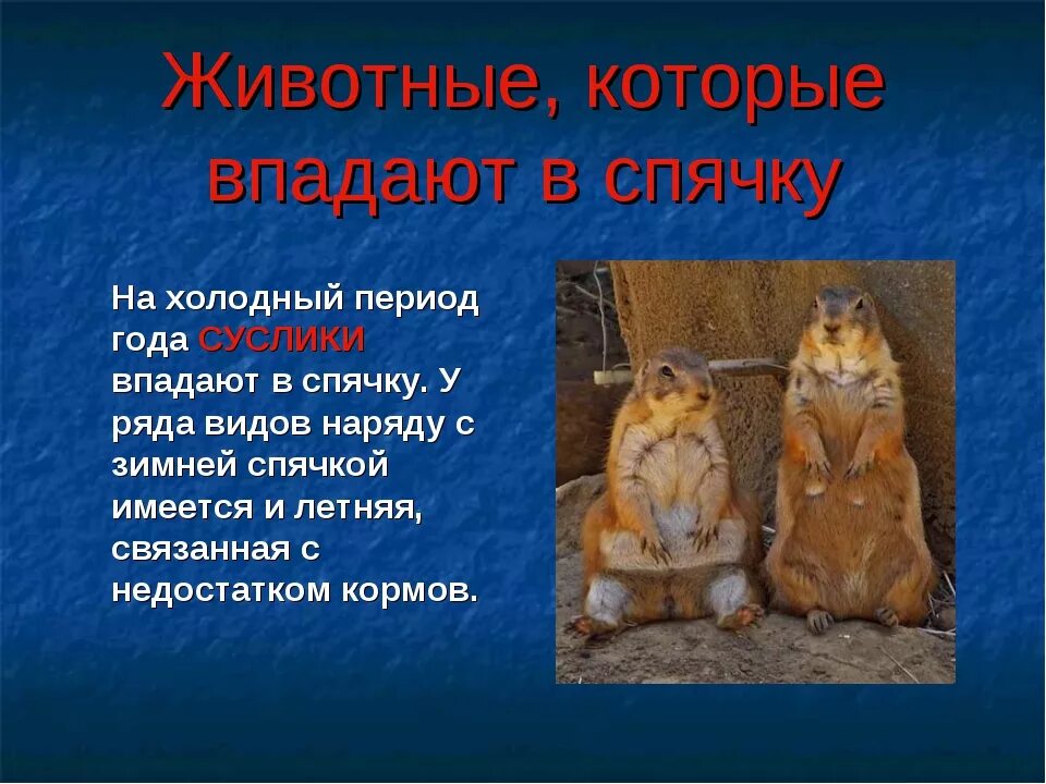 Пример животных которые впадают в зимнюю спячку. Животные которые впадают в спячку зимой. суслик впадает в спячку. рассказ о животных которые впадают в спячку. примеры животных которые впадают в спячку.