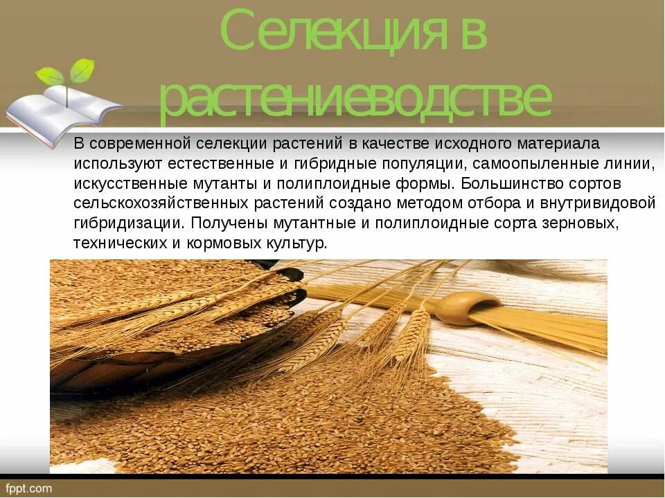 Создание исходного материала для селекции. Селекция в растениеводстве. достижения селекции в растениеводстве. селекция сельскохозяйственных культур сорта. достижения селекции сельскохозяйственных растений.