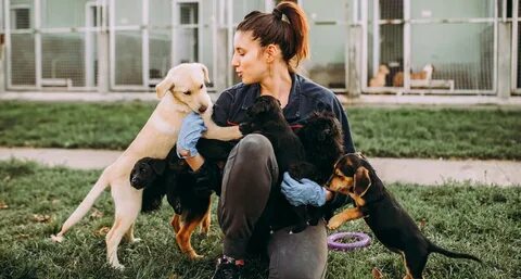 Adopt pets