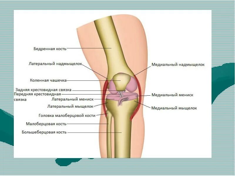 Мыщелки колена. Боковой мыщелок бедренной кости. Латеральный мыщелок бедренной кости в коленном суставе перелом. Мыщелки и надмыщелки бедренной кости. Латеральныцмещелок бедренной кости.