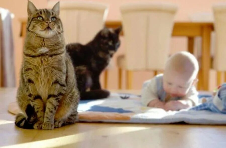 Американский короткошерстный кот. Добрые породистые кошки для детей. Большая кошка мейн кун. Кошка для квартиры и детей. Американская короткошерстная котенок.