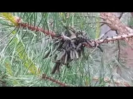 Космическая ты погубила мою сосну