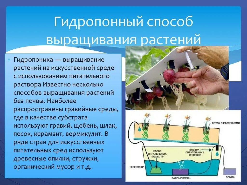 Искусственная биологическая система. Технология выращивания растений без почвы гидропоника. Гидропонного метода выращивания растений это. Гидропонный способ выращивания растений. Выращивание растений на гидропонике.