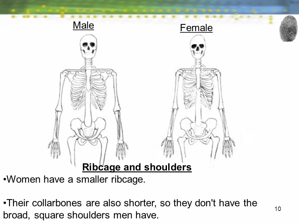 Male Female Перевод