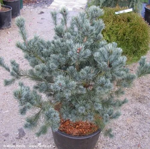 Pinus parviflora Negishi C2,5 25-30